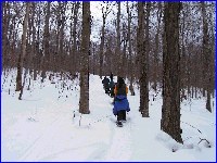 in woods