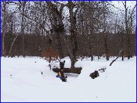 by tree