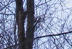 Woodpecker