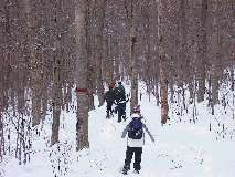 Snowshoe