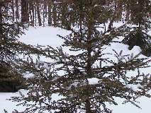 Snowshoe
