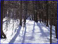woods