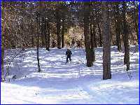 woods
