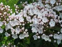 Mountain Laurel
