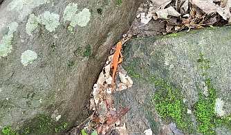 salamander