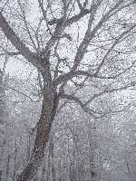 click for larger picture in new window click for larger picture in new window