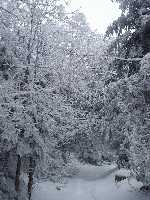 click for larger picture in new window click for larger picture in new window