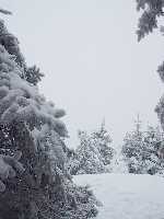 click for larger picture in new window click for larger picture in new window